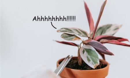 PLANTS SCREAMS